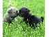 PoulaTo: Lovely Pug κουτάβια προς πώληση.